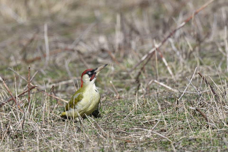 Pic vert-Mâle (Picus viridis)