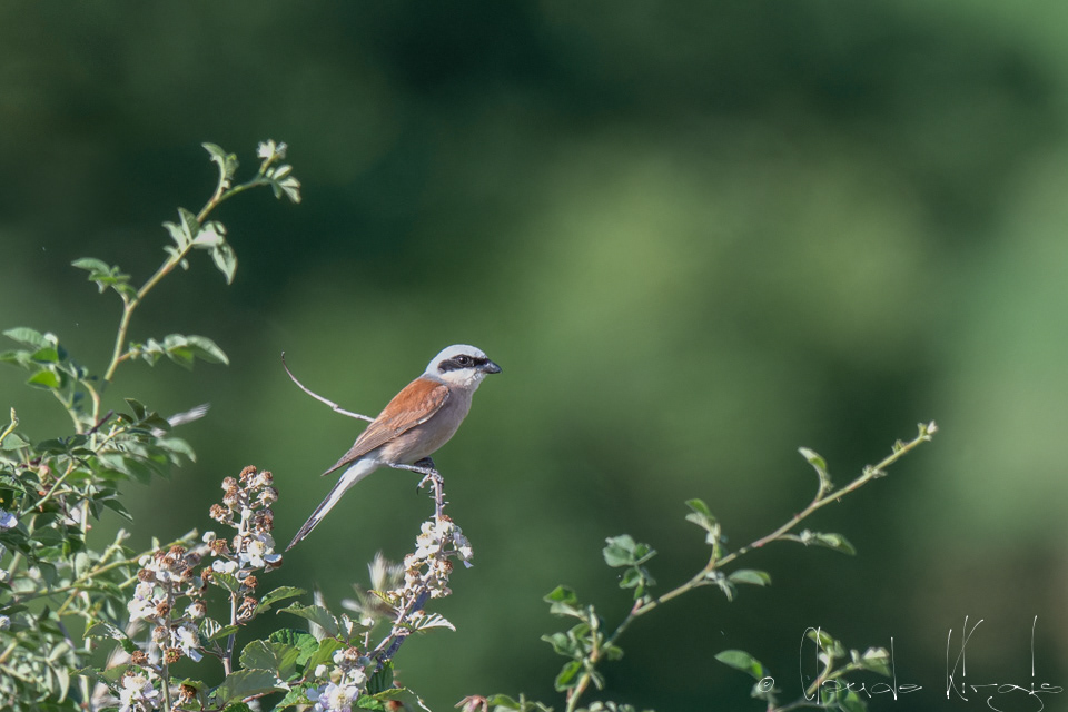 Pie-grièche écorcheur-mâle (Lanius collurio)