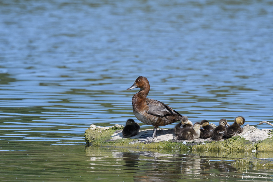 Fuligule Milouin- Femelle et Poussins (Aythya ferina)