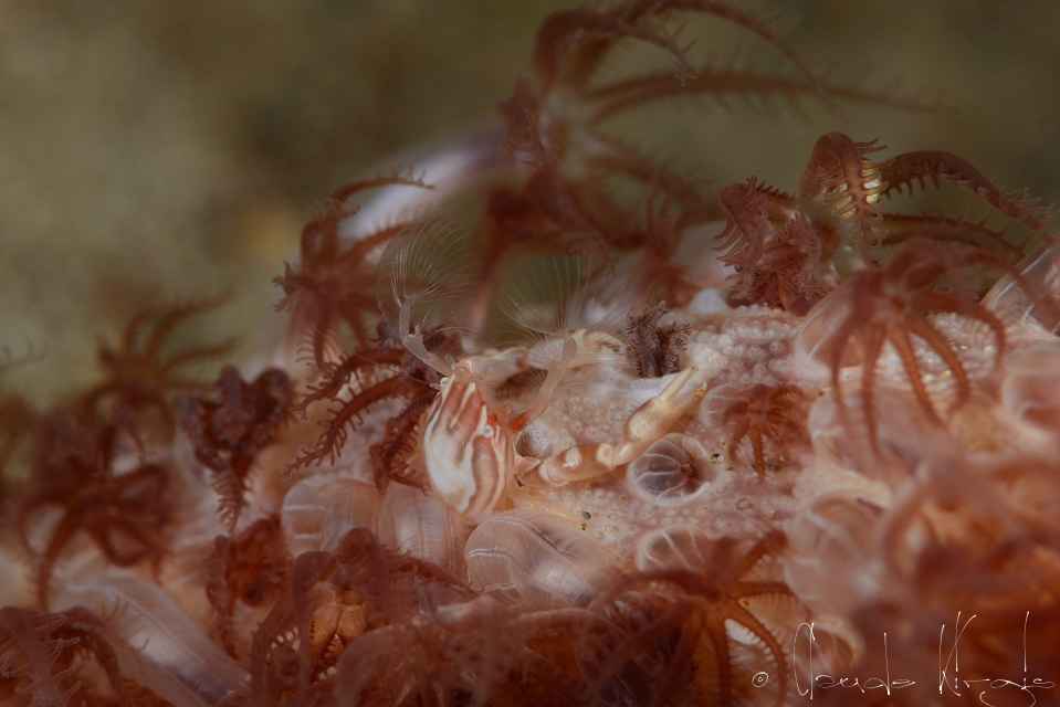 Crabe porcelaine de Haig (Porcellanelle haigae)