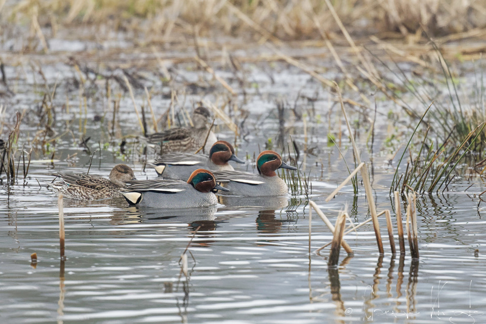Sarcelle d'hiver-mâle et femelle (Anas crecca)