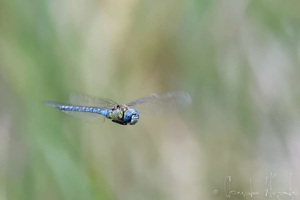 L'Aeschne affine (Aeshna affinis)