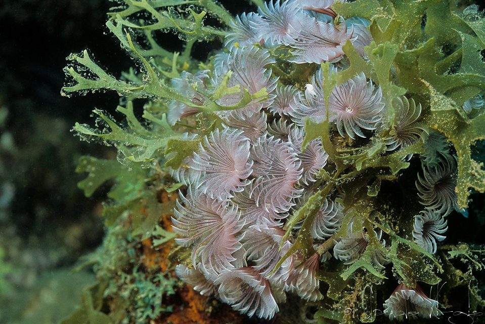 Sabelle Sociale (Bispira brunnea)