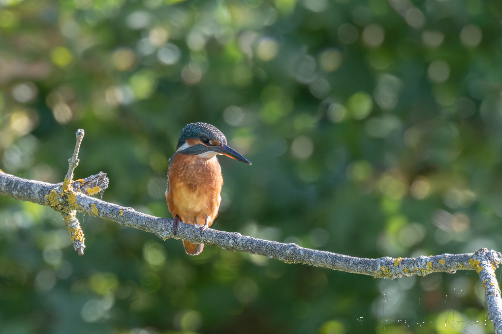Martin-Pêcheur d'Europe (Alcedo atthis)