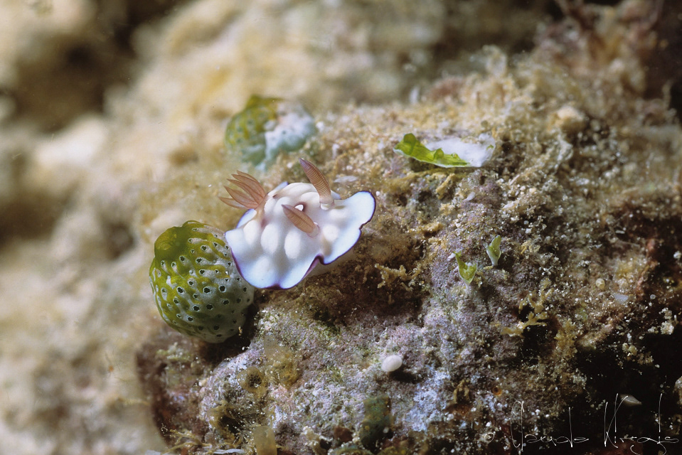 Doris bosselée (Chromodoris hintantuensis)