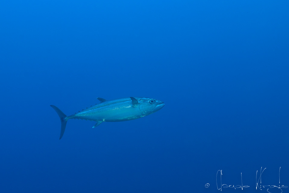 Thon dent de chien (Gymnosarda unicolor)