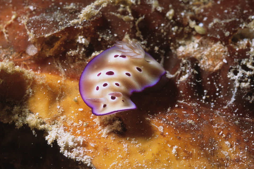 Risbecia de Tryon (Risbecia tryoni) 