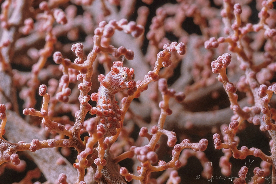 Hippocampe Pygmée (Hippocampus bargibanti)