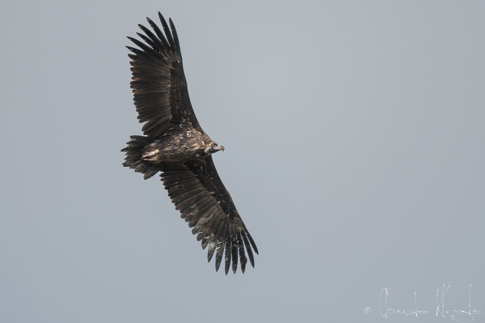 Vautour Moine (Aegypuis monachus)
