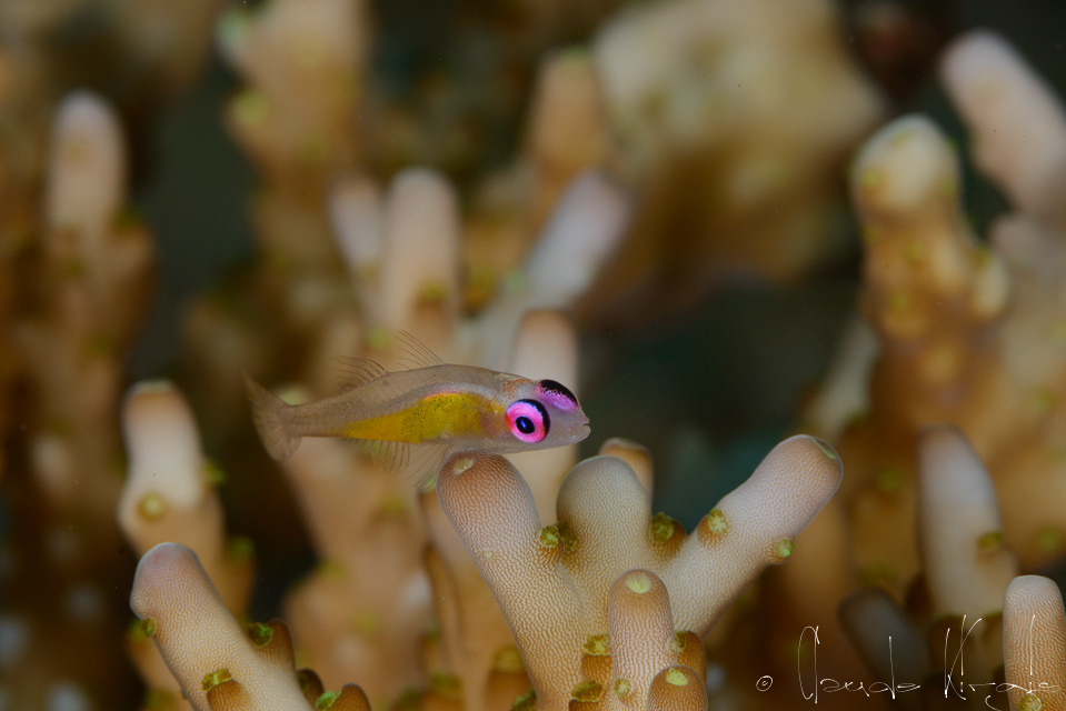 Gobie aux yeux roses (Bryaninops natans)