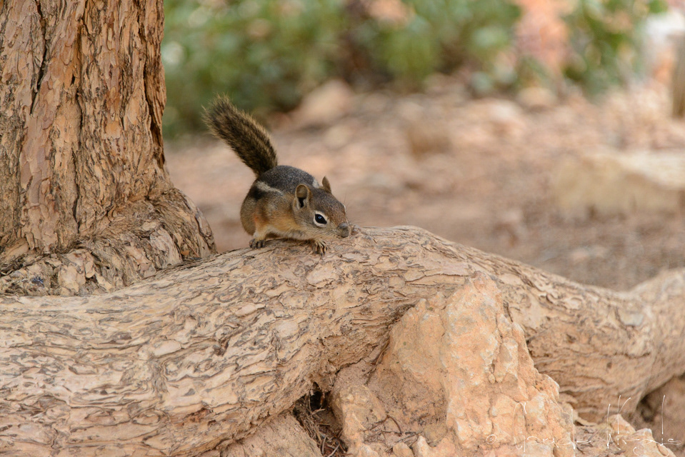 Ecureuil terrestre à manteau doré (Spermophilus lateralis)