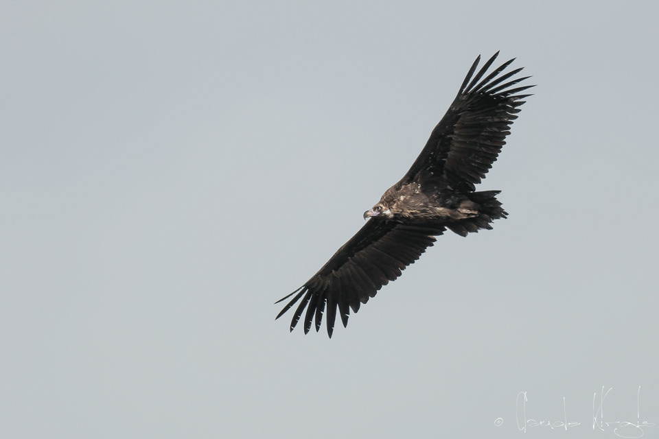 Vautour Moine (Aegypuis monachus)