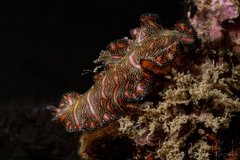 Vers plat de Bedford (Pseudobiceros bedfordi)