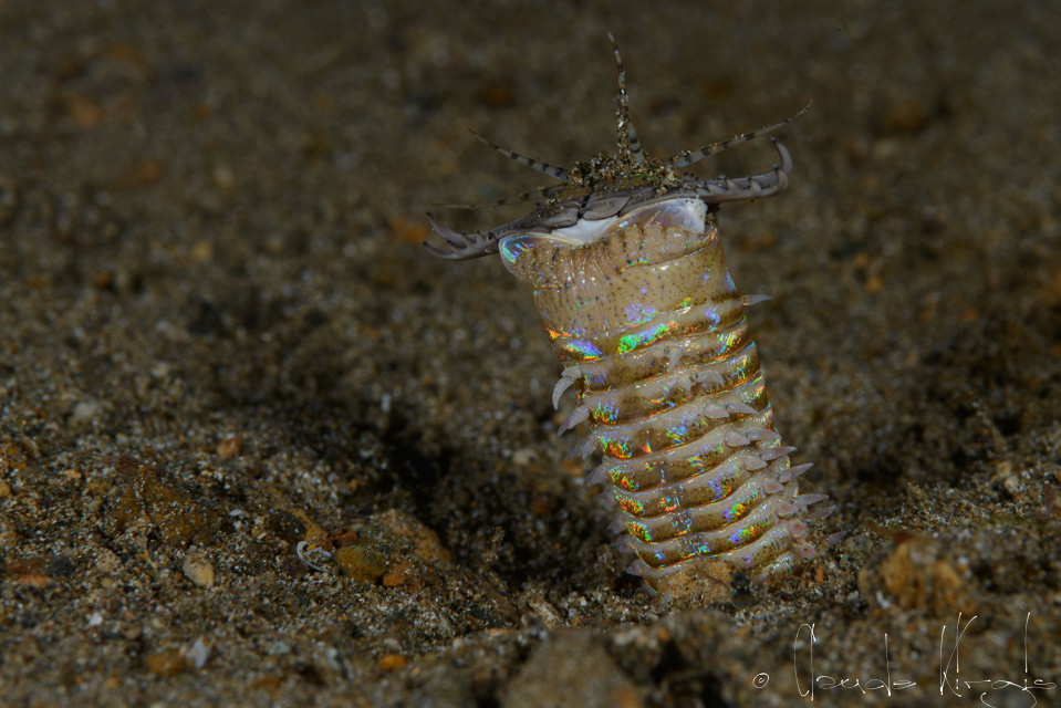 Ver Bobbit (Eunice aphroditois)