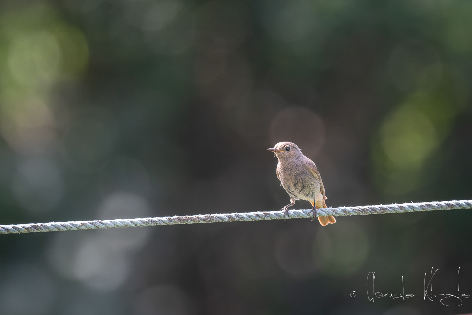 Rougequeue noir (Phoenicurus ochruros)