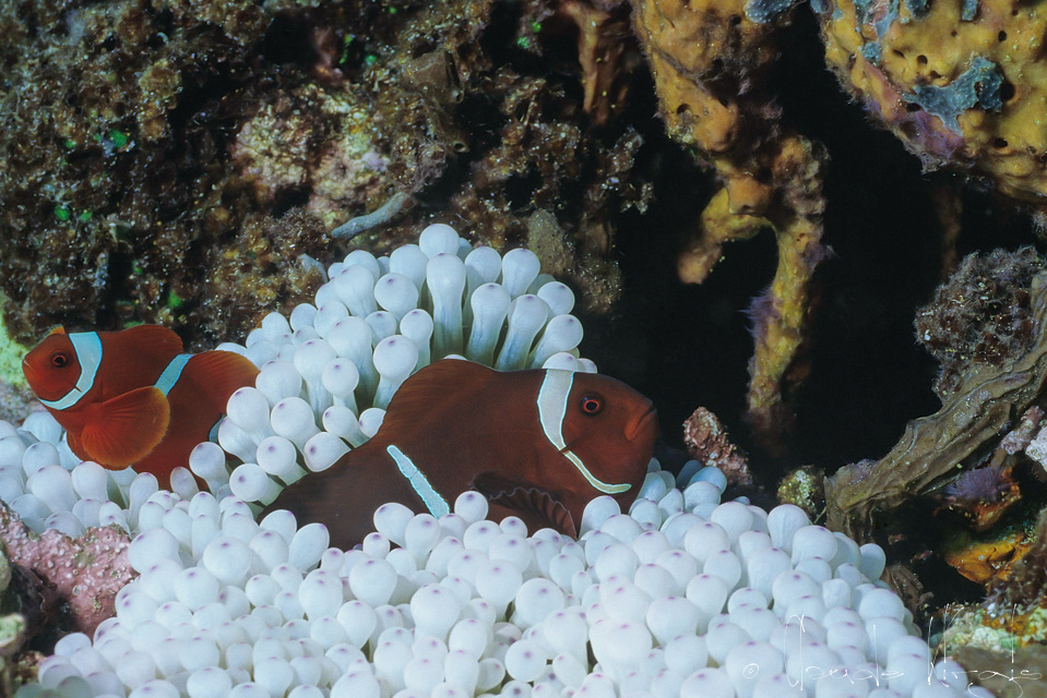 Poisson-Clown à épine Mâle & Femelle (Premnas biaculeatus)