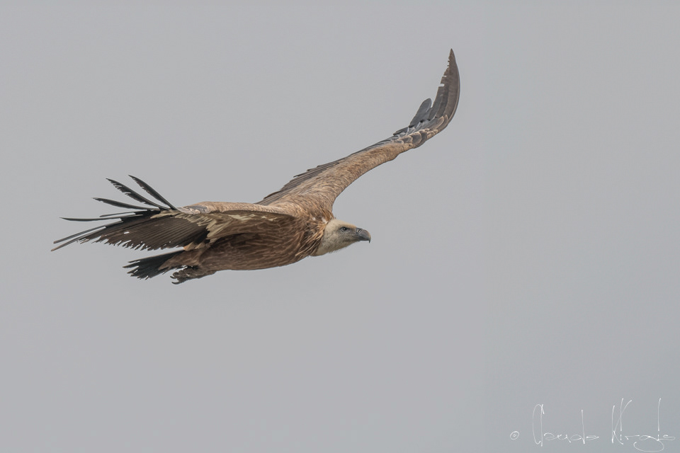 Vautour Fauve (Gyps fulvus)