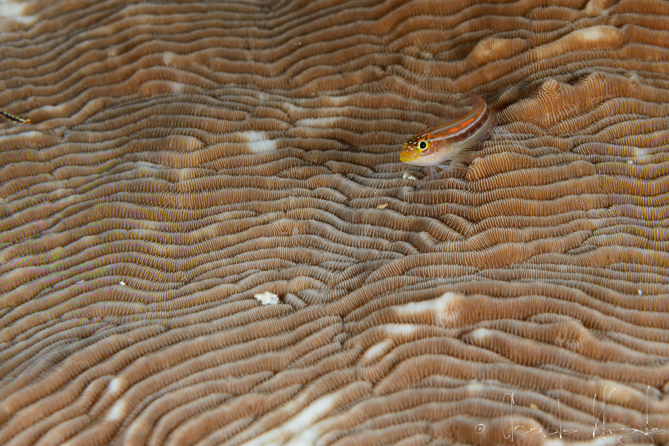 Tripterygion strié (Helcogramma stiatum)