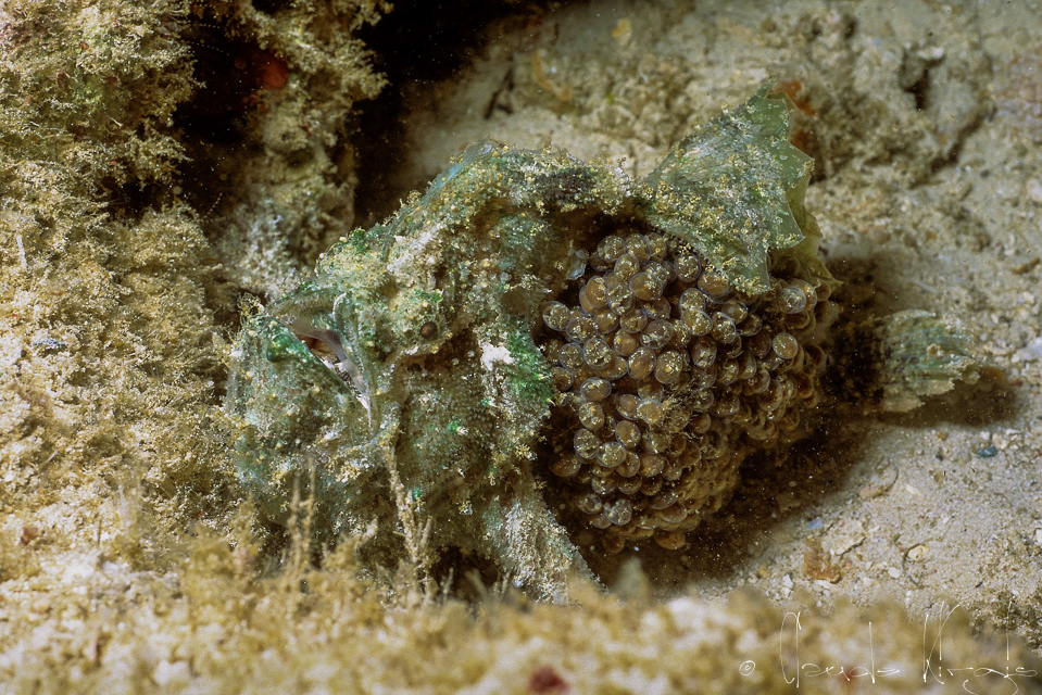 Antennaire à queue tachetée& ses oeufs (Lophiocharon trisignatus)