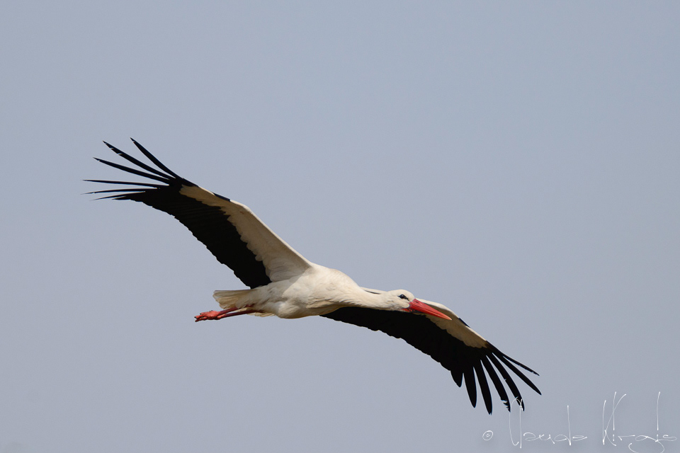 Cicogne blanche (Ciconia ciconia)
