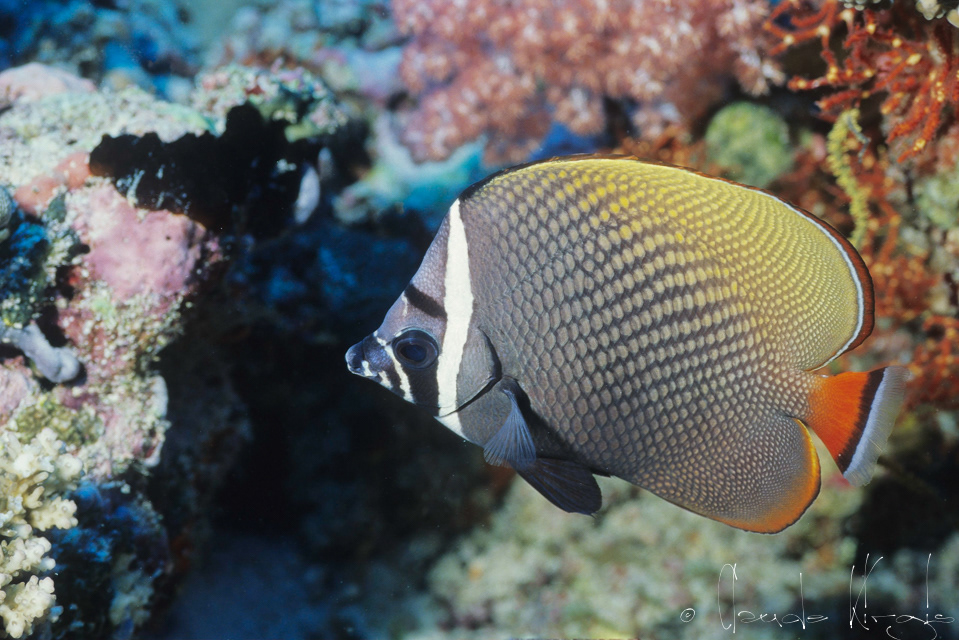 Poisson-Papillon à collier blanc (Chaetodon collare)