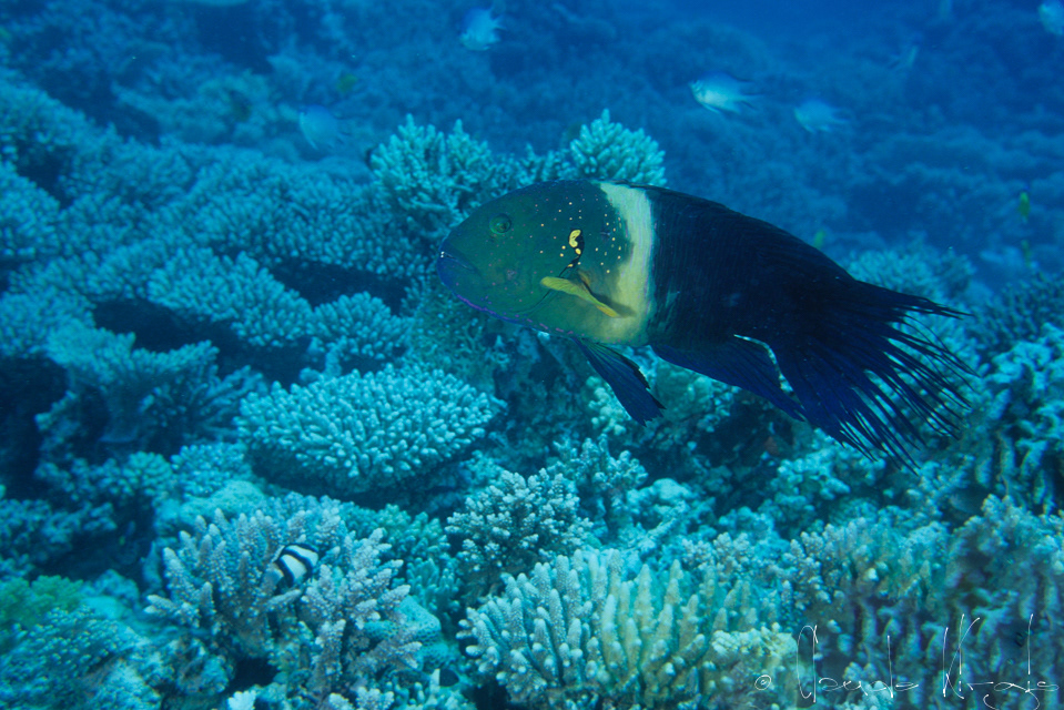 Labre à franges (Cheilinus lunulatus)