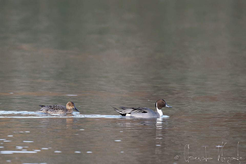 Canard Pilet-couple (Anas acuta)