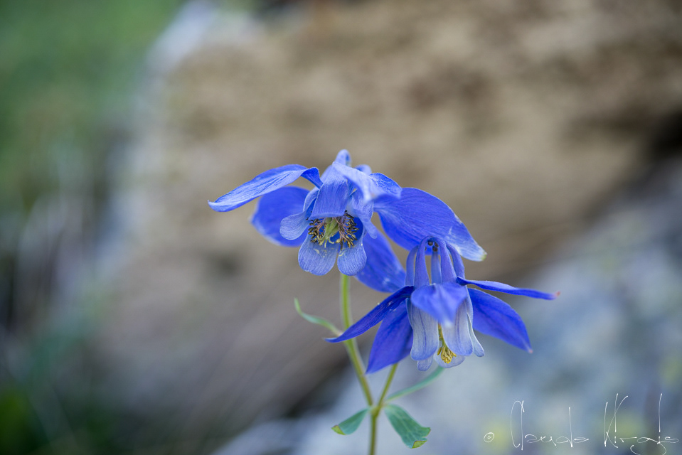 L'Ancolie des Alpes (Aquilegia alpina)
