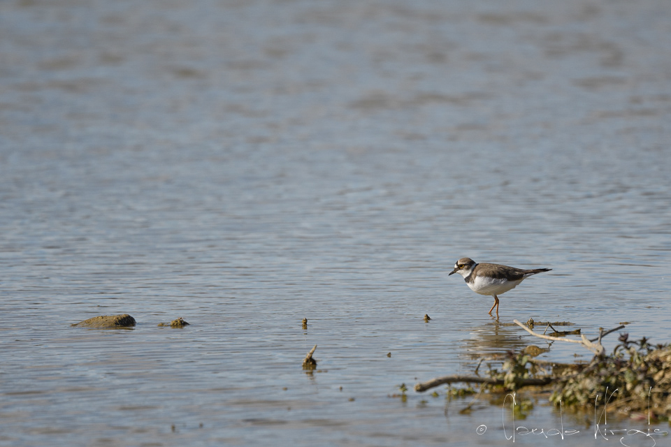 Petit Gravelot (Charadrius dubius)