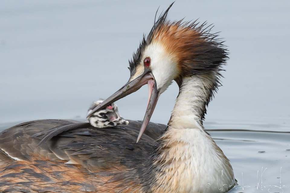 Grèbe huppé et poussin (Podiceps cristatus)