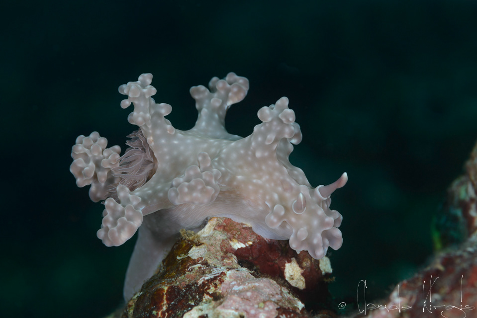 Ceratosoma d'Allen (Ceratosoma alleni)