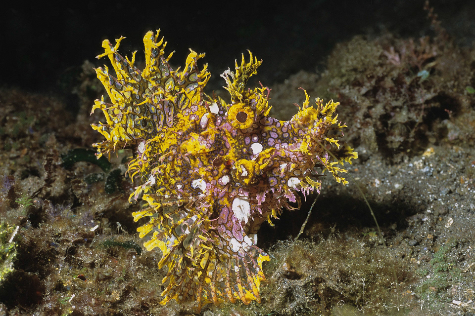 Poisson-scorpion feuillu  (Rhinopias frondosa)