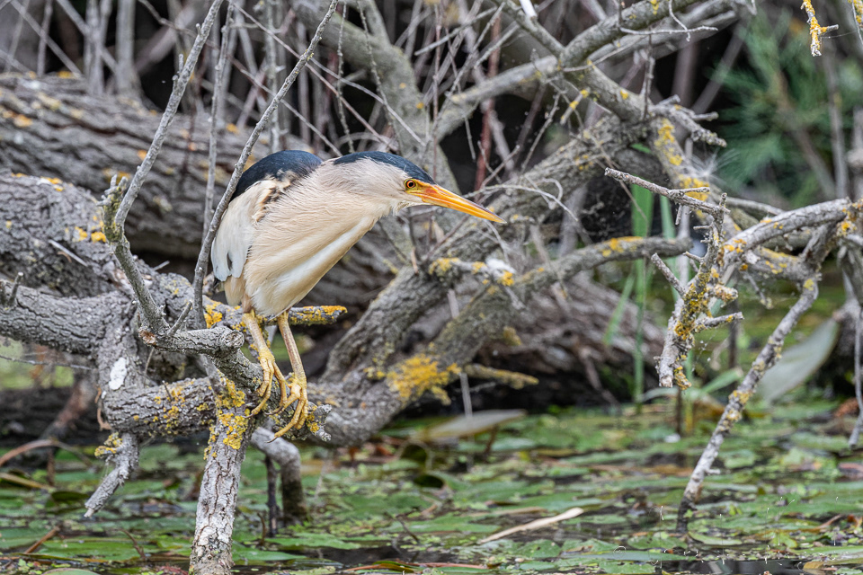 Blongios nain (Ixobrychus minutus)