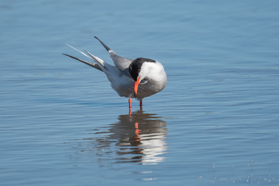 Sterne Pierregarin (Sterna hirundo)