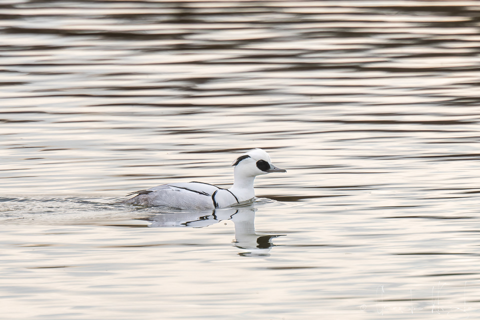 Harle piette-mâle (Mergellus albellus)