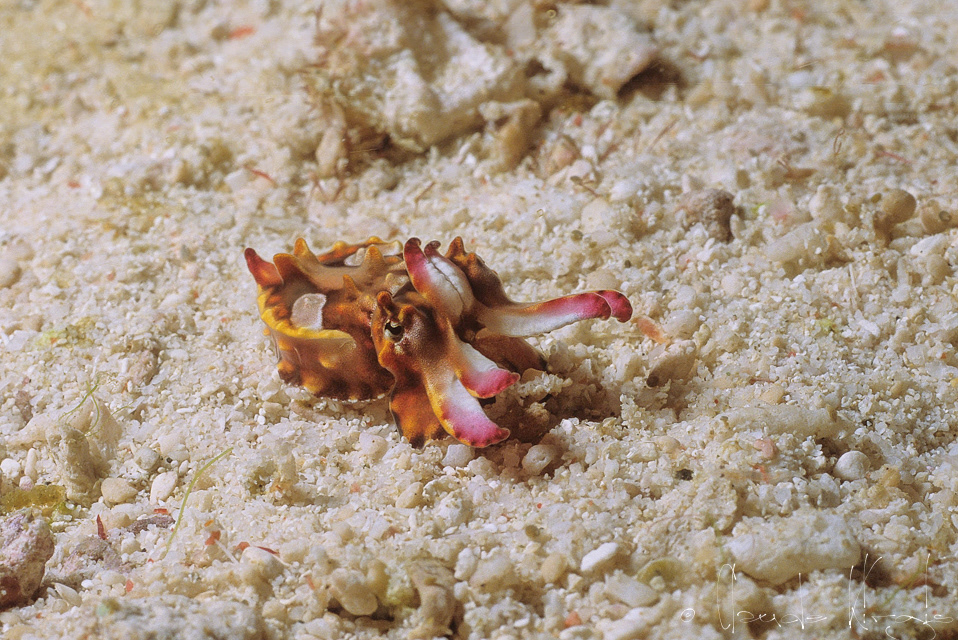 Seiche Flamboyante-juvénile (Metasepia pfefferi)