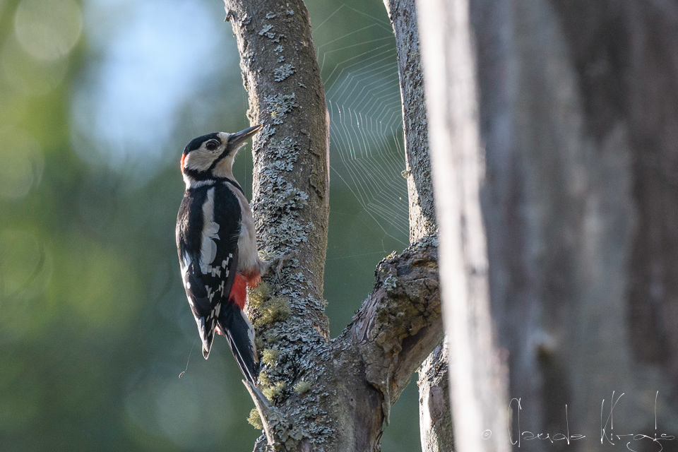 Pic  Epeiche-mâle (Dendrocopos major)