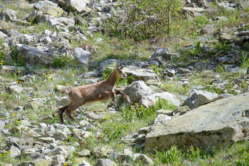 Chamois-jeune (Rupicapra rupicapra)