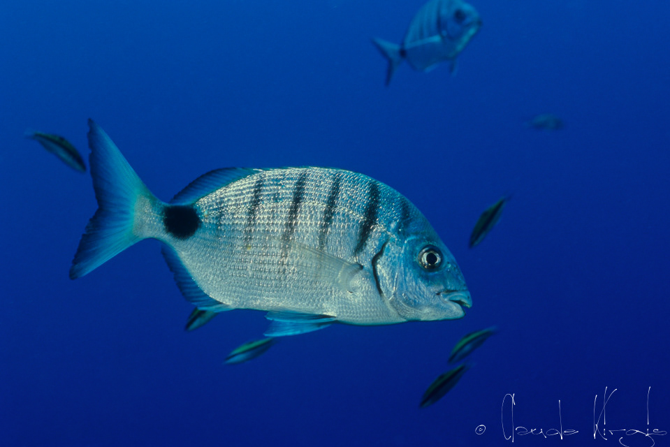 Sar commun atlantique (Diplodus sargus cadenati)