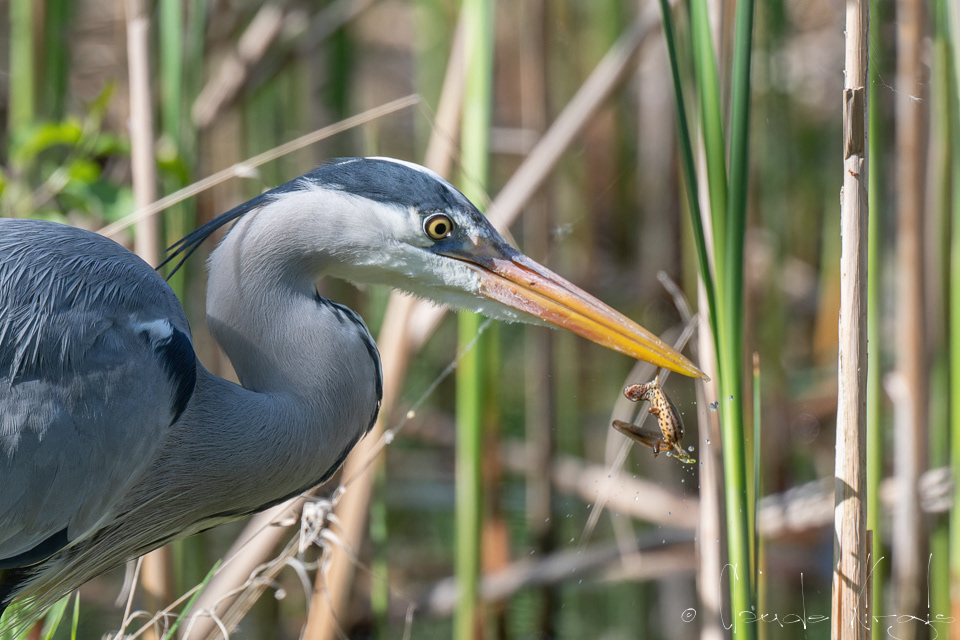 Héron cendré (Ardea cinerea)