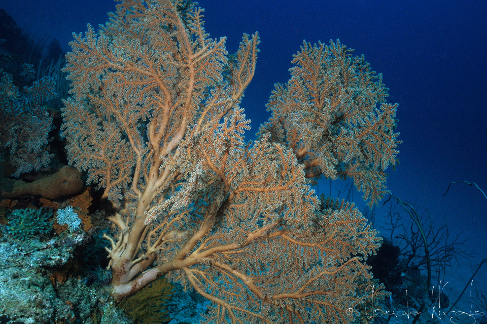 Gorgone (Gorgonacea)