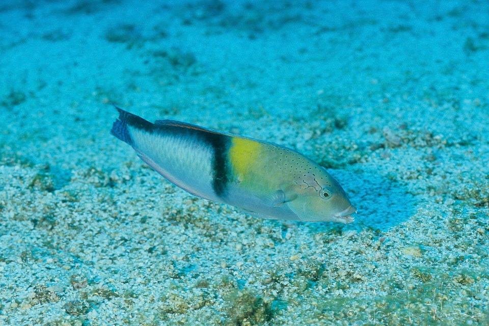 Girelle à tête jaune-mâle (Halichoeres garnoti)