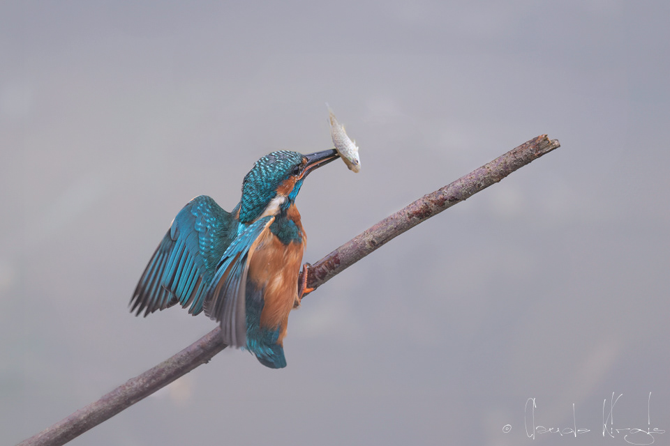 Martin-pêcheur d'Europe (Alcedo atthis)