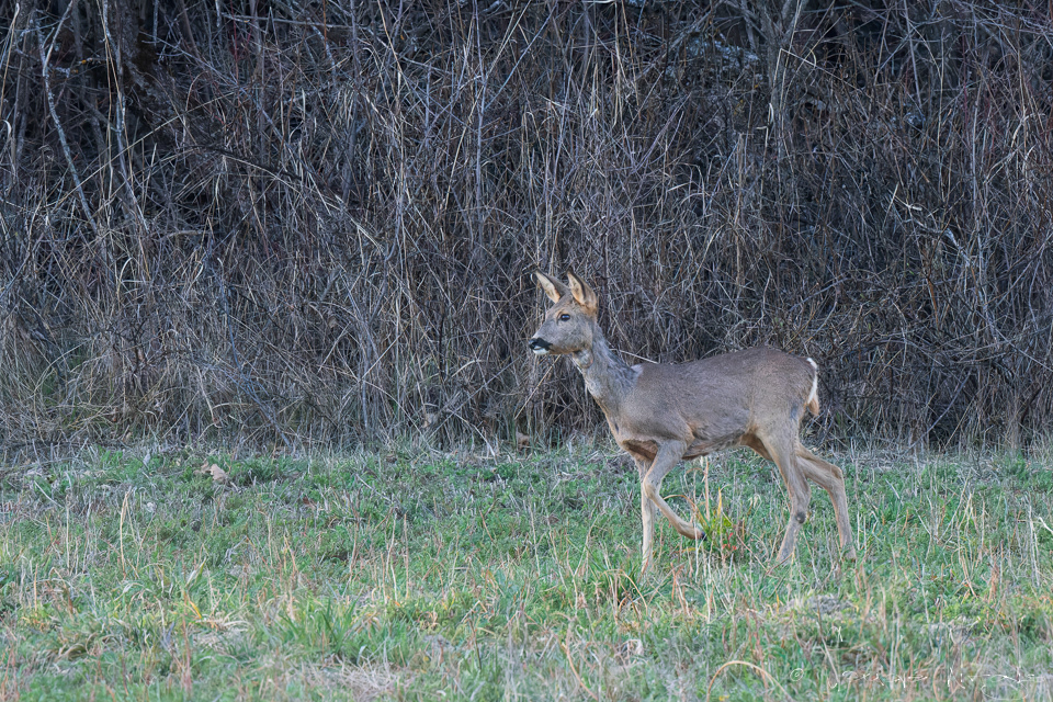 Chevreuil d'europe-femelle (Capreolus capreolus