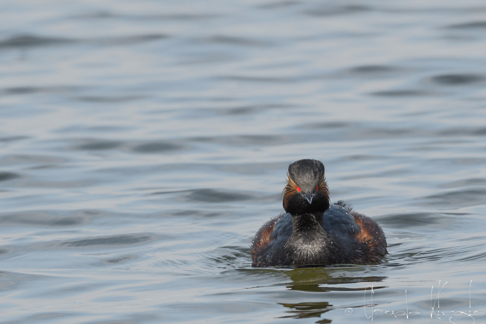 Grèbe à cou noir (Podiceps nigrollis)