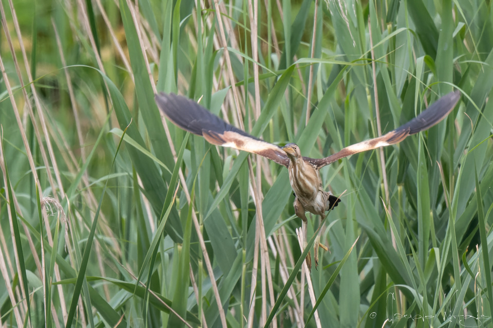 Blongios nain-femelle  (Ixobrychus minutus)