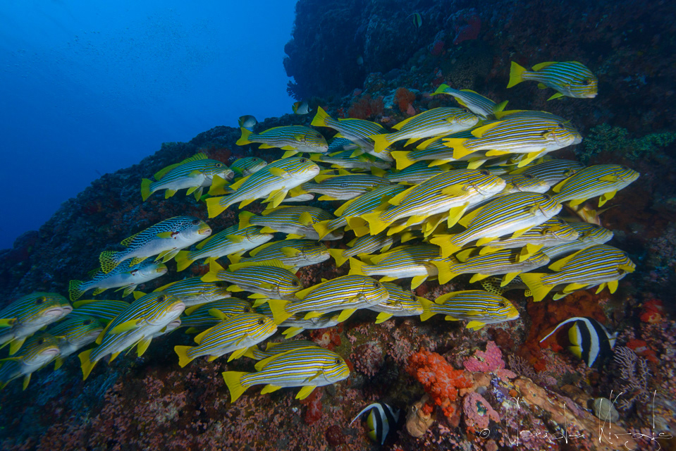 Gaterin à ruban (Plectorhinchus polytaenia)