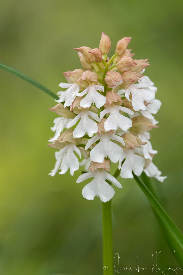 Orchis proupre (Orchis purpurea)