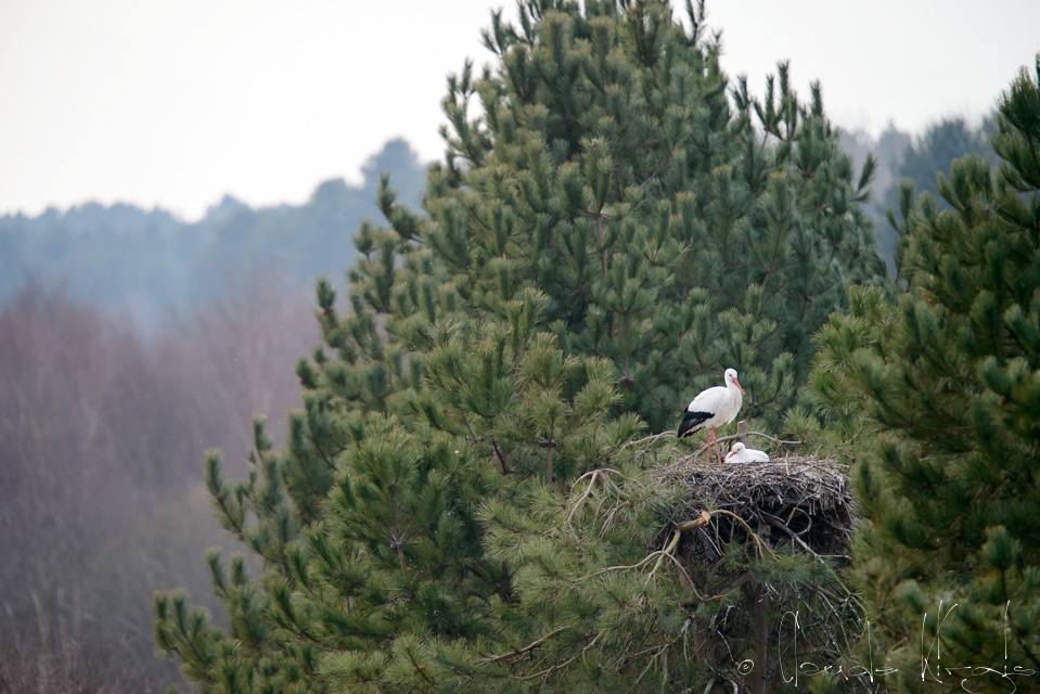 Cicogne blanche (Ciconia ciconia)