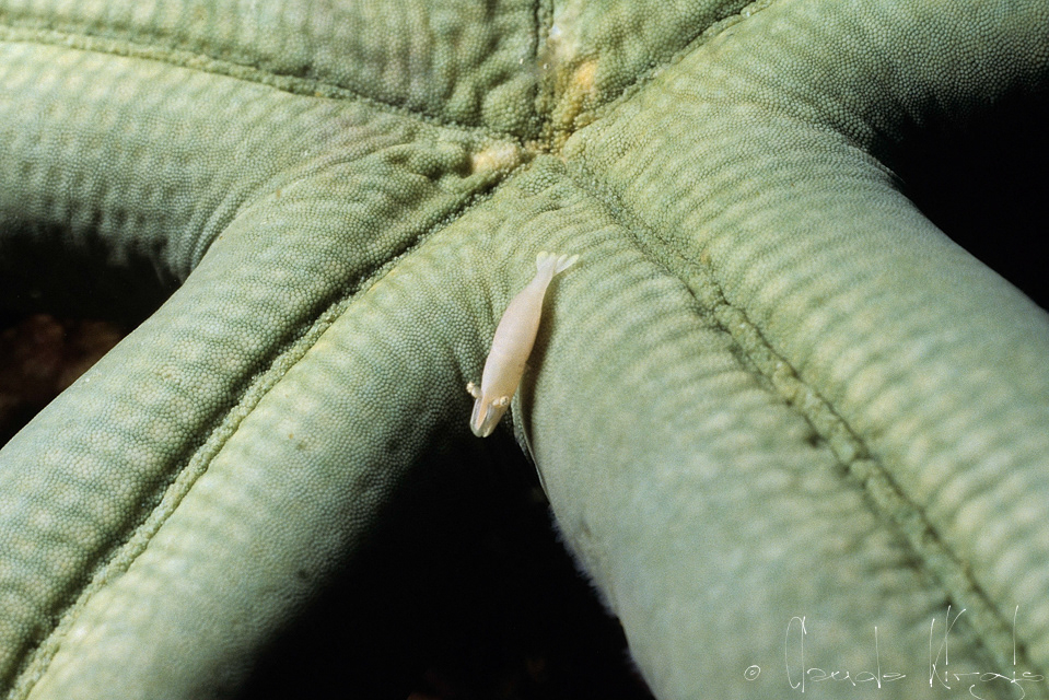 Crevette des astérides (Periclimenes soror)